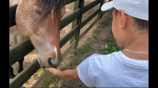 FAMILY TRIP TO CHESTATEE WILD LIFE ZOO  DAHLONEGA GA ANIMALS SHORT FILM VLOG WILLIAMS [upl. by Inahteb493]