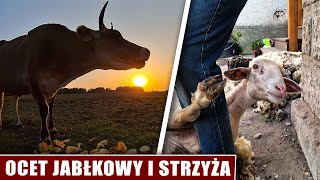 Ocet jabłkowy i strzyża [upl. by Appilihp]