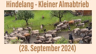 Hindelang kleiner Almabtrieb 28 September 2024 [upl. by Adnale]