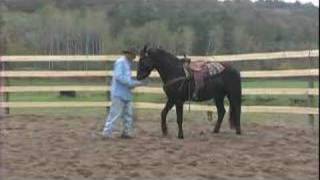 Stallions First Ride  In Nurtural Bitless Bridle [upl. by Caitlin]