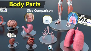 Human Body Organs Size Comparison  Human anatomy [upl. by Naghem]