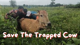 Save the Cattle ជួយសង្គ្រោះគោ [upl. by Abagael175]