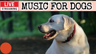 🔴LIVE Dog Music🎵Dog Calming Music🐶🎵Separation Anxiety Relief Music💖Dog Sleep Soothing Music🔴16 [upl. by Oiuqise]