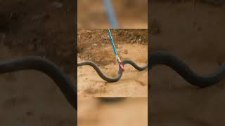 Atrapé la serpiente más peligrosa del planeta LA MAMBA NEGRA animalessalvajes shorts [upl. by Kcyred390]