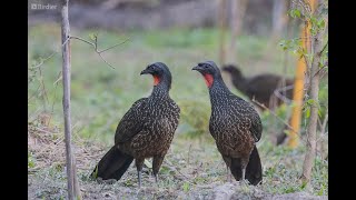 Jacus invadindo meu quintal 🦤🦢🦆🦩🦚🦃🐧🦜🐥🐓🐔 [upl. by Gnoz894]