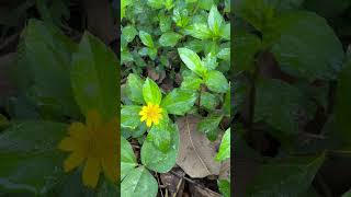 Flowers and leaves of Wedelia chinensis medicinal odisha [upl. by Shermy]