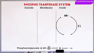 Micro30 Group Translocation of Sugars  The Phosphotransferase System  Membrane Transport shorts [upl. by Hteb]