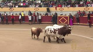 Encierro del sábado 21 de septiembre Fiestas Patronales de Moralzarzal 2024 [upl. by Mehalick717]