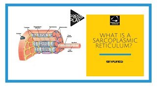 What is a Sarcoplasmic Reticulum [upl. by Neuburger]