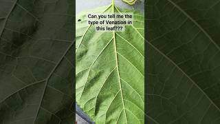 Leaf Venation Explained in Shorts trending shorts leaf [upl. by Cari]