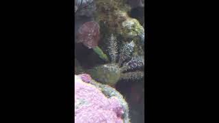 Emerald Crab Feasting on Mushroom Coral [upl. by Krawczyk]