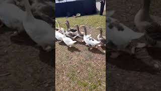 Marching geese 😲😊 parade cute Puyenbroeck shorts [upl. by Sholom600]