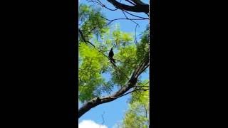 GreatTailed Grackle  Courtship Posture [upl. by Adniram407]