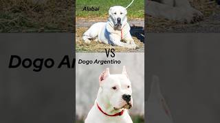 CANE CORSO TIBETAN MASTIFF CAUCASIAN SHEPHERD DOG FILA BRASILEIRO DOGO ARGENTINO AlABAI [upl. by Claude400]