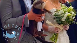 Otter Walking Down the Wedding Aisle [upl. by Ynez]