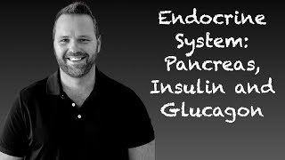 Endocrine System Insulin and Glucagon Physiology Anatomy and Physiology [upl. by Eiromem]