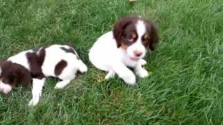 English Springer Spaniel Puppies For Sale [upl. by Siffre]