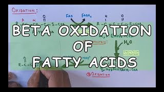 Beta Oxidation of Fatty Acids  Degradation of Saturated Fatty Acids [upl. by Adnof]