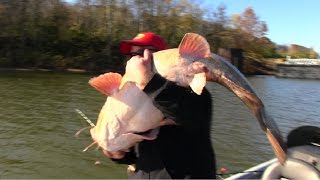 Flathead Catfishing Tips Barge hopping for Flathead Catfish [upl. by Tabb]