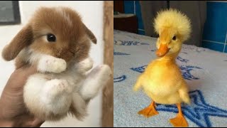 Cute Baby Animals Videos Compilation  Funny and Cute Moment of the Animals 19  Cutest Animals [upl. by Notsirhc]