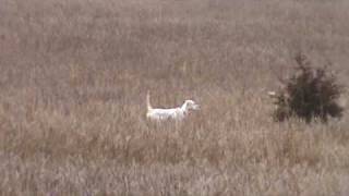 English Setter Training  Berg Brothers Setters 14 week old pup [upl. by Ardnasal981]