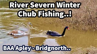 RIVER SEVERN CHUB Fishing at BAA Apley  Bridgnorth in FLOODED amp COLOURED Conditions [upl. by Justino]