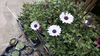 Planting out Osteospermum and Argyranthemum  Burncoose Nurseries [upl. by Sarchet]