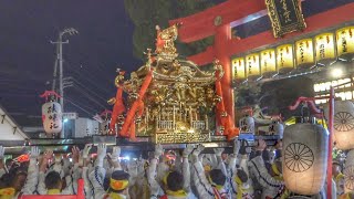 椿まつり2024 お忍びの渡御 2024217 愛媛県松山市 椿神社 宮出し御旅所 神輿 [upl. by Amej]