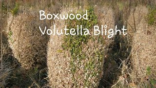 Boxwood Volutella Blight [upl. by Enidan986]