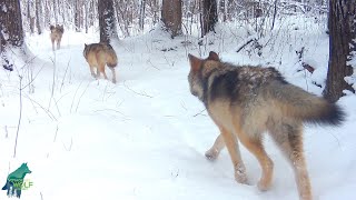 Wolf pack moving through majestic forest after early winter snow [upl. by Sillert]