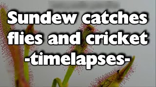 Sundew catches prey timelapses w Dcapensis pt27 [upl. by Gerhard]