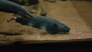 Feeding 18 inch Black Ghost Knifefish [upl. by Annoyt701]