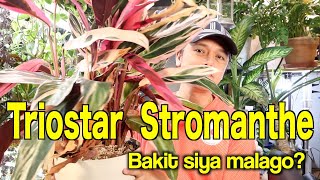 TRIOSTAR STROMANTHE PLANT CARE AND TIPSFILIPINO LIFE IN JAPAN [upl. by Rramal]