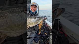 Wielki szczupak i Herring Shad V2 od SavageGear 🎣🎣🎣 [upl. by Tabb]