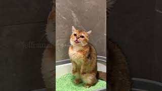 The end ❄️ shortvideo funny funnypetschannel yourcat cat yourpet [upl. by Ricard]