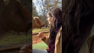 Playing with my goats goatee 😛 goat ranchlife farmanimals [upl. by Tessil976]