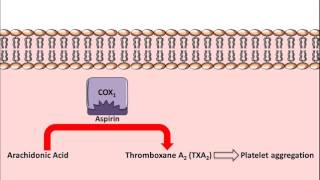 Asprin  Mechanism of Action Antiplatelet Activity [upl. by Akselav663]