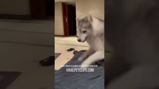 Best Pet Videos 😂 Funny Cats amp Dogs 😂 PART 13 [upl. by Ylatan]