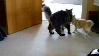 Chihuahua vs Maine Coon [upl. by Gagne]