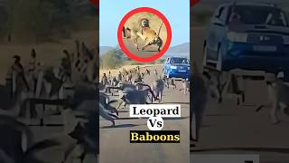 Leopard attacks gang of baboons 🐒 animals wildlife viral [upl. by Emiatej]