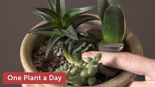 Haworthia truncata var truncata Houseplant Care – 345 of 365 [upl. by Armand900]