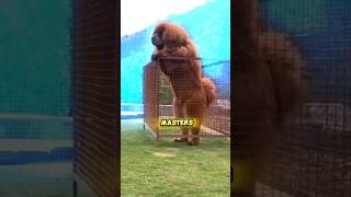 😱 Grizzly bear vs Tibetan mastiff  The only dog breed that can save you from Bear amazing animal [upl. by Yesdnyl]