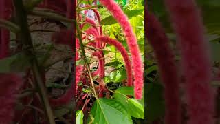 Chenille plantKozhivalanchenille youtubeshorts naadanvibe [upl. by Dee987]