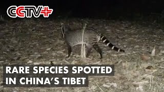 Endangered Clouded Leopards Rare Species Spotted in Tibet [upl. by Rockwood]