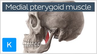 Medial Pterygoid Muscle Origin Insertion Function amp Nerve Supply  Anatomy  Kenhub [upl. by Ynad]