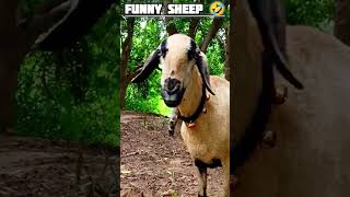 Funny sheep videos 🤣sheeps indiansheeps animals funny youtubeshorts [upl. by Emorej]