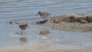 Gambecchio frullino Calidris falcinellus [upl. by Demetris]