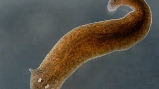 Planaria Reproduction [upl. by Chaddie]