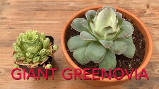 How to Grow the Mountain Rose Succulent  Giant Greenovia  Care Watering Repotting [upl. by Gnilrac]