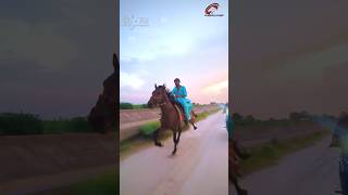 Chetak Horse horse sindhihorse horseracing sindhihorsebreed horselover [upl. by Engud]